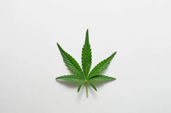 Bela Folha Cannabis Isolado Fundo Branco Planta Maconha Fresca Close — Fotografia de Stock