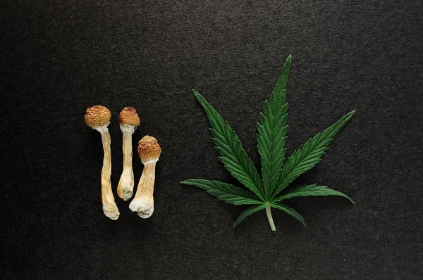 Psilocybe Seco Cubensis Cogumelos Psilocybin Folha Cannabis Sobre Fundo Preto — Fotografia de Stock