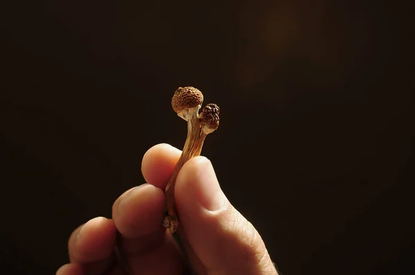 Psilocybine Champignons Hand Van Mens Zwarte Achtergrond Psychedelische Magie Golden — Stockfoto