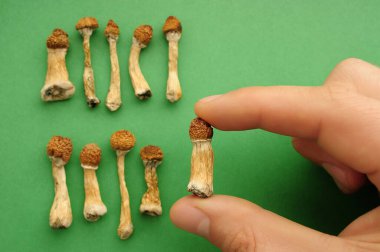 Yeşil arka planda Psilocybe Cubensis mantarları. Psilosibin psikedelik sihirli mantarlar Altın Öğretmen. Üst manzara, düz yatış. Mikro doz kavramı.