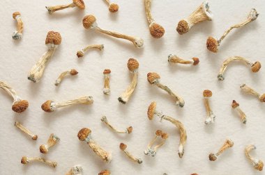 Mikro doz konsepti. Fildişi arka planda izole edilmiş psilosibin mantarları. Psikedelik yolculuk, sihirli mantar. Alternatif tıp. 