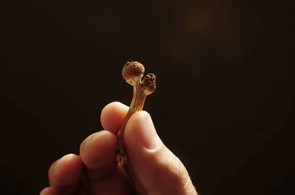 Psilocybin Mushrooms Man Hand Black Background Psychedelic Magic Golden Teacher — Stock Photo, Image