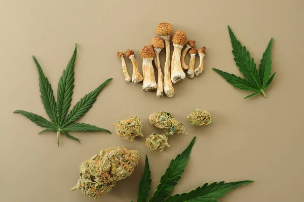サイケデリック旅行 Cbdレクリエーション マイクロ投薬の概念 乾燥したシロシブキノコ 大麻の芽 アイボリーの背景にマリファナの葉 — ストック写真