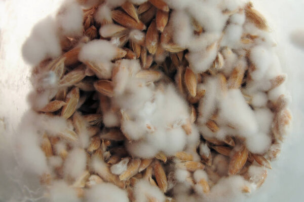 Mushroom's mycelium close-up,  mycelium on grain. Growing and cultivating organic Psilocybe Cubensis mushrooms, natural vegan food. Mushroom hypha threads.