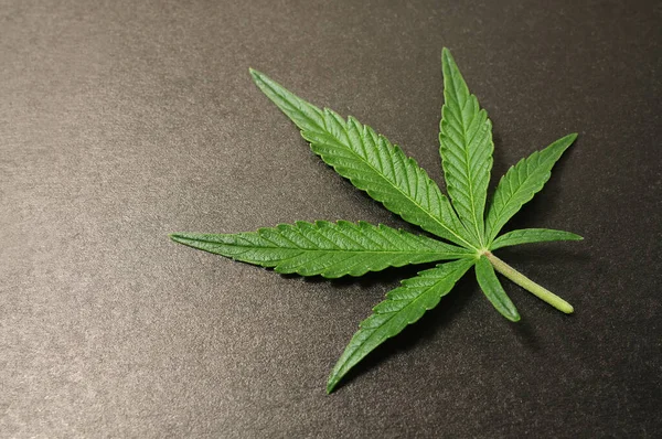 Bela Folha Cannabis Isolado Fundo Preto Planta Maconha Fresca Close — Fotografia de Stock