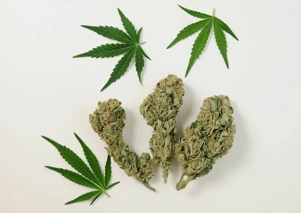 Marihuanové Pupeny Zblízka Ležely Léčivé Konopí Listy Bílém Pozadí Rekreace — Stock fotografie
