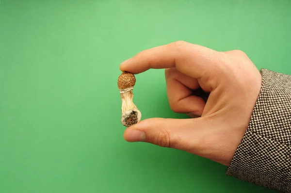 Psilocybe Cubensis Las Setas Mano Del Hombre Sobre Fondo Verde — Foto de Stock