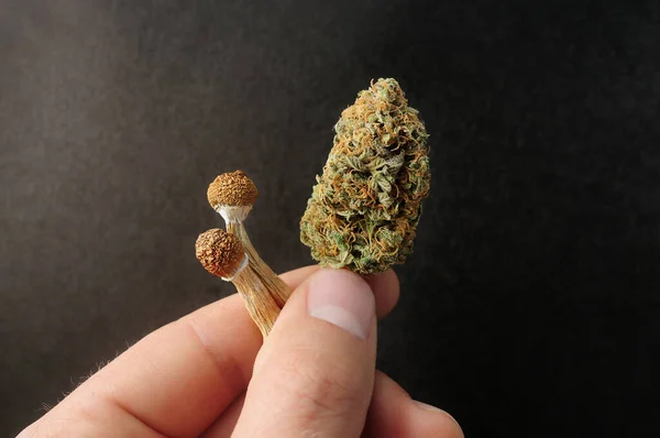 Mikroadagolási Koncepció Szárított Psilocybe Gomba Cannabis Bud Ember Kezében Fekete — Stock Fotó
