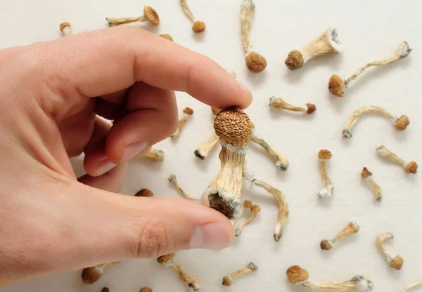 Setas Psilocybe Cubensis Mano Del Hombre Sobre Fondo Blanco Psilocybin —  Fotos de Stock