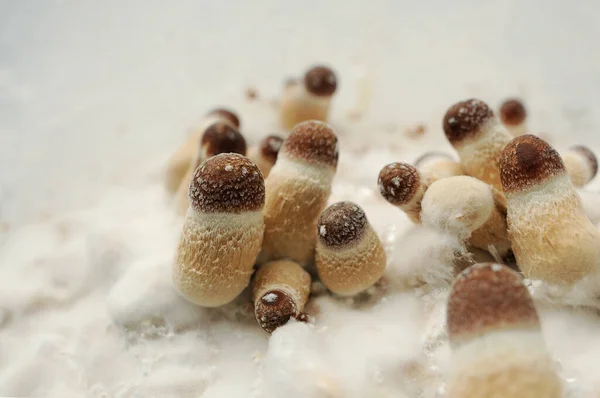 Micro Teelt Van Psilocybe Cubensis Paddenstoelen Witte Achtergrond Mycelium Van — Stockfoto