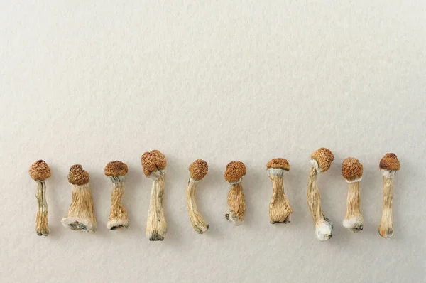 Dried Psilocybin Mushrooms White Background Row Psychedelic Psilocybe Cubensis Magic — Stock Photo, Image