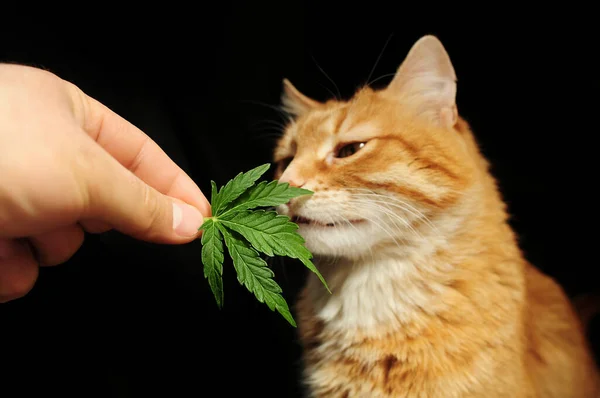 Pet therapy with CBD oil. Marijuana leaf in man\'s hand close-up. Beautiful ginger cat on black background.