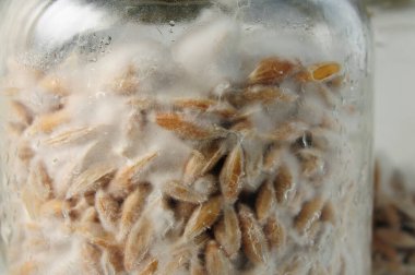 Mantarın miselyumuna yakın çekim, tahılda miselyum. Organik Psilocybe Cubensis mantarları yetiştirmek ve yetiştirmek, doğal vejetaryen yiyecekler. Mantar hipotenüs iplikleri.