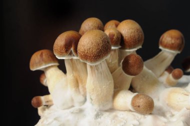 Siyah arka planda Psilocybe Cubensis 'in mikro büyümesi. Mycelium bloğu, psikedelik psilosibin mantarları, Altın Öğretmen. Makro manzara, yakın plan. Mikro doz kavramı.