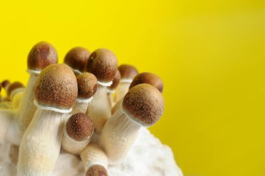 Mycelium bloğu, psikedelik psilosibin mantarları, Altın Öğretmen. Sarı arka planda mikro büyüyen psilosibe cubensis. Makro manzara, yakın plan. Mikro doz kavramı.