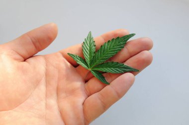 Adamın elinde kenevir yaprağı var. Gri arka planda izole edilmiş taze marihuana bitkisi.