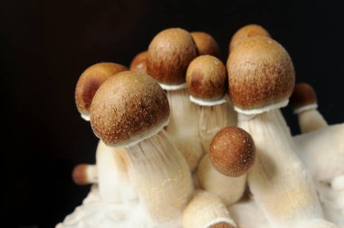 Siyah arka planda Psilocybe Cubensis 'in mikro büyümesi. Mycelium bloğu, psikedelik psilosibin mantarları, Altın Öğretmen. Makro manzara, yakın plan. Mikro doz kavramı.