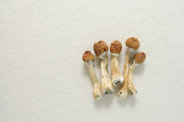 Beyaz arka planda izole edilmiş Psilosibe Cubensis mantarları. Psilosibin psikedelik sihirli mantarlar Altın Öğretmen. Üst Manzara, kapat. Mikro doz kavramı.