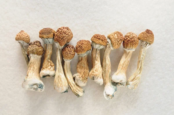 Fildişi arka planda Psilocybe Cubensis mantarları. Psilosibin psikedelik sihirli mantarlar Altın Öğretmen. Üst manzara, yakın plan. Mikro doz kavramı.
