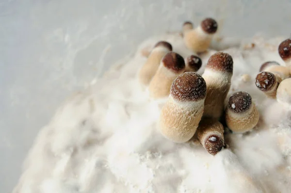 Micro Teelt Van Psilocybe Cubensis Paddenstoelen Witte Achtergrond Mycelium Van — Stockfoto