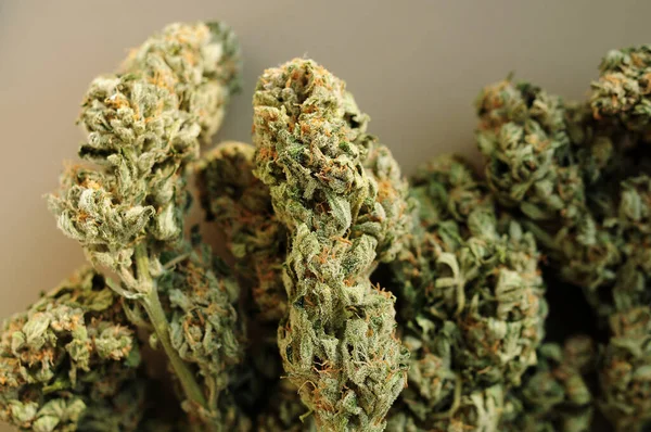 Primeros Planos Brotes Marihuana Floración Del Cannabis Medicinal Sobre Fondo — Foto de Stock