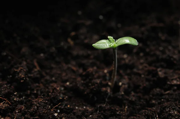 Cannabis Brota Cerca Aislado Sobre Fondo Negro Hojas Marihuana Fresca — Foto de Stock