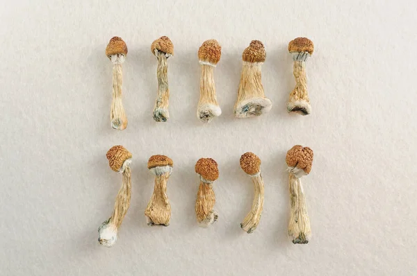 Patrón Psilocibe Cubensis Seca Fondo Blanco Plano Laico Setas Psilocybin —  Fotos de Stock