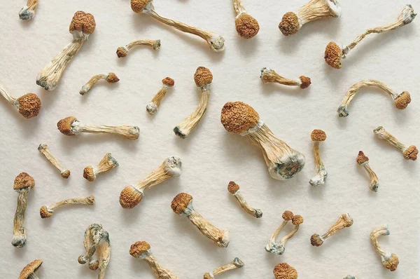 Mikro doz konsepti. Fildişi arka planda izole edilmiş psilosibin mantarları. Psikedelik yolculuk, sihirli mantar. Alternatif tıp. 