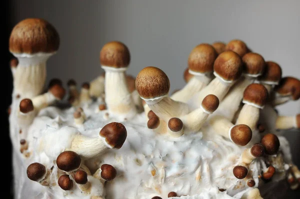 Mycelium bloğu, psikedelik psilosibin mantarları, Altın Öğretmen. Gri arkaplanda mikro büyüyen psilosibe cubensis. Makro manzara, yakın plan. Mikro doz kavramı.