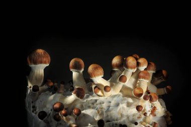 Mycelium bloğu, psikedelik psilosibin mantarları, Altın Öğretmen. Siyah arkaplanda mikro büyüyen psilosibe cubensis. Makro manzara, yakın plan. Mikro doz kavramı.