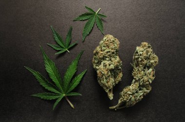CBD konsepti. Siyah arka planda taze marihuana yaprakları ve tomurcukları. Kenevir çiçekleri yakından izole edilmiş..