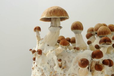 Psikedelik psilosibin mantarları miselyum blokta, yakın plan. Beyaz arka planda izole edilmiş Psilosibe Cubensis ham mantarları. Mikro doz kavramı.