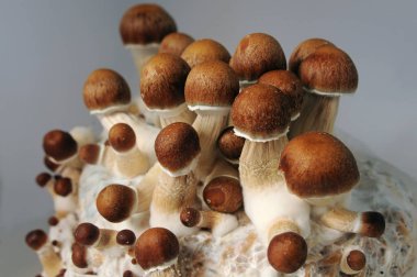 Mycelium bloğu, psikedelik psilosibin mantarları, Altın Öğretmen. Gri arkaplanda mikro büyüyen psilosibe cubensis. Makro manzara, yakın plan. Mikro doz kavramı.