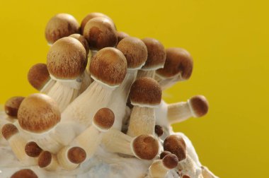 Mycelium bloğu, psikedelik psilosibin mantarları, Altın Öğretmen. Siyah arkaplanda mikro büyüyen psilosibe cubensis. Makro manzara, yakın plan. Mikro doz kavramı.