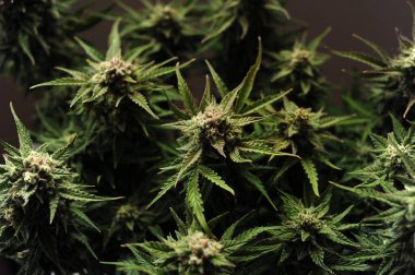 Çiçekli kenevir çalısı. Kahverengi arka planda izole edilmiş taze bitki. Yeşil marijuana yaprakları. Bitkisel ilaç düzeni. Kenevir rekreasyonu, mikro büyüme konsepti.