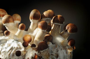 Mycelium bloğu, psikedelik psilosibin mantarları, Altın Öğretmen. Siyah arkaplanda mikro büyüyen psilosibe cubensis. Makro manzara, yakın plan. Mikro doz kavramı.
