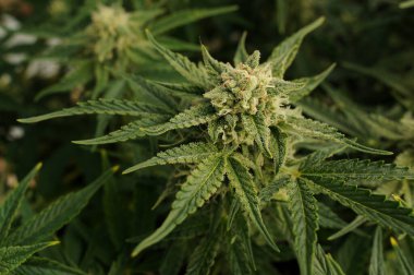 Kenevir açan çiçekler yakın plan. Tomurcukları büyük olan marihuana çalısı. Yetişkin kenevir bitkisi. Strain Gorillla Yapıştırıcısı.