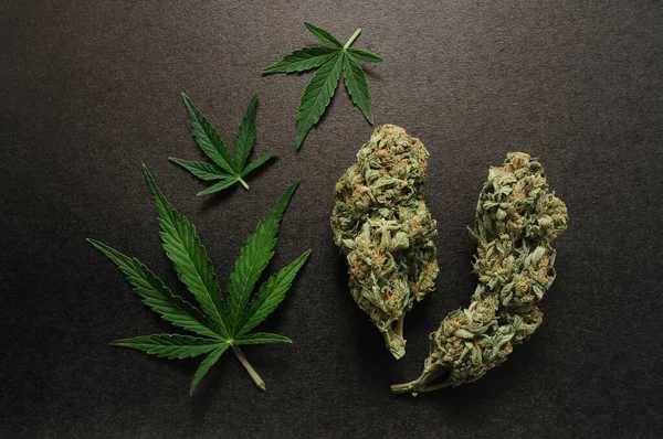 Cbd Konzept Frische Marihuanablätter Und Knospen Auf Schwarzem Hintergrund Cannabisblüten — Stockfoto