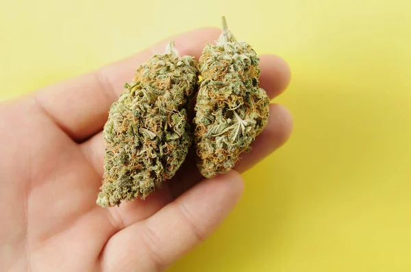 Botões Marijuana Fecham Cannabis Medicinal Floração Fundo Amarelo Terapia Cbd — Fotografia de Stock