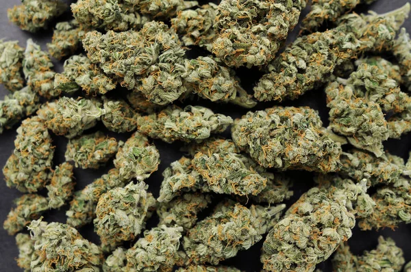 Marihuana CD 'leri yakın plan. Tıbbi kenevir çiçekli arka plan. Yabani otlar çiçek açar. Hasat zamanı, şehir büyütme konsepti.