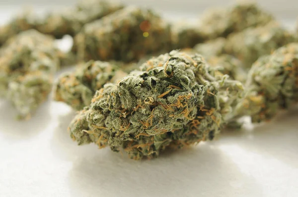 Marihuana tomurcukları yakın plan. Beyaz arka planda izole edilmiş kenevir çiçekleri. Esrar, yasal CBD eğlence amaçlı kullanım.