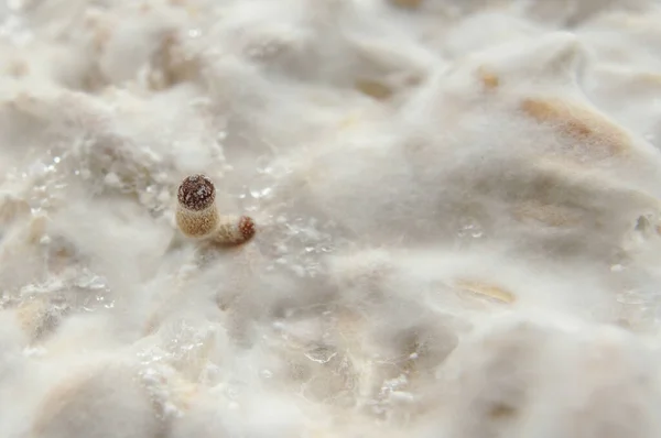 Mycelium of psilocybin psychedelic mushrooms Golden Teacher. Macro view, close-up. Micro-dosing concept. Micro growing of raw Psilocybe Cubensis mushrooms on white background.