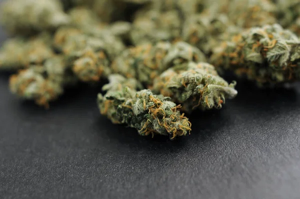 Marihuana CD 'leri yakın plan. Tıbbi kenevir siyah arka planda çiçek açar. Hasat zamanı, şehir büyütme konsepti.