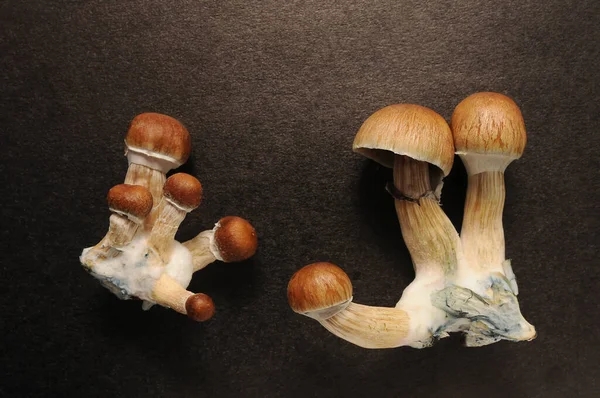 Psikedelik psilosibin mantarları, Altın Öğretmen, üst görüş, yakın çekim. Siyah arka planda izole edilmiş Psilocybe Cubensis ham mantarları. Mikro doz kavramı.