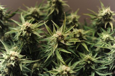 Çiçekli kenevir çalısı. Kahverengi arka planda izole edilmiş taze bitki. Yeşil marijuana yaprakları. Bitkisel ilaç düzeni. Kenevir rekreasyonu, mikro büyüme konsepti.