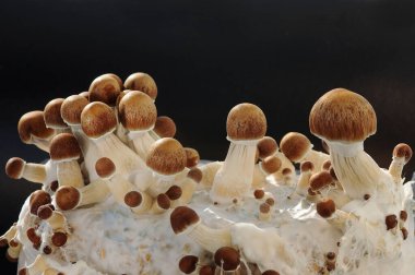 Mycelium bloğu, psikedelik psilosibin mantarları, Altın Öğretmen. Siyah arkaplanda mikro büyüyen psilosibe cubensis. Makro manzara, yakın plan. Mikro doz kavramı.
