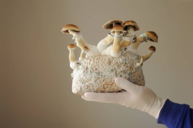 Mycelium block of psilocybin psychedelic mushrooms Golden Teacher. Grower man with Psilocybe Cubensis mushrooms. Macro view, close-up. Micro-dosing concept. clipart