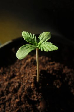 Kenevir yakın plan toprak arka planda izole edilmiş. Taze taze marihuana tohumu. Küçük yapraklı bebek kenevir Hindistan cevizi toprağında yetişir. Mikro büyüme kavramı.