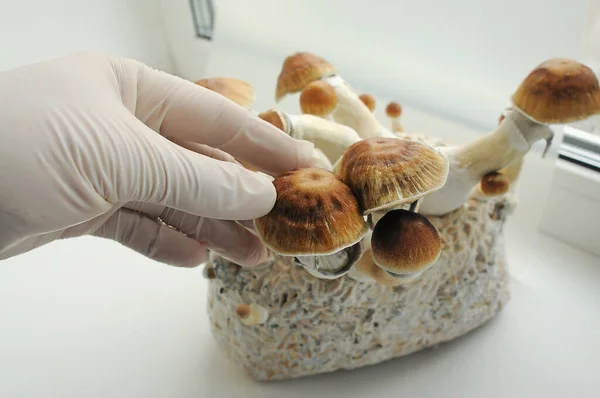 Mycelium block of psilocybin psychedelic mushrooms Golden Teacher. Grower man with Psilocybe Cubensis mushrooms on white background. Macro view, close-up. Micro-dosing concept.
