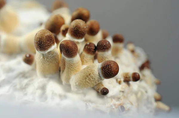 Micro growing of Psilocybe Cubensis mushrooms on white background. Mycelium of psilocybin psychedelic mushrooms Golden Teacher. Macro view, close-up. Micro-dosing concept.